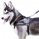 中・大型犬の散歩・追跡用ハーネス【本革製】