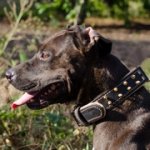 ピットブル用のスパイク・カラー（裏地付）