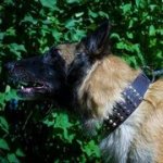 犬用のデコ首輪　4列のスタッズ付き