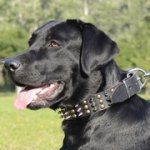 装飾された革製中・大・超大型犬用首輪