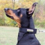 迷子札付きナイロンのドーベルマン用首輪
