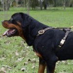 中・大型犬用手作りの革製ハーネス（胴輪）