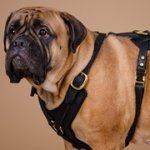 中・大型犬用革のハーネス