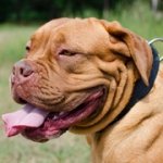 フェルトのパディング付き革の首輪