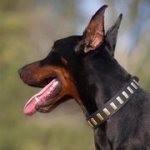 黄銅のプレート付き本革製犬用首輪