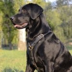 多目的内革製犬用ハーネス