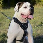 スパイク付き革製大・超大型犬種のハーネス