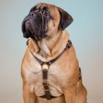 ハンドメイドの革製ハーネス（中・大型犬用）