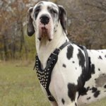 ピラミッドスタッズ付き革のグレート・デーン用ハーネス