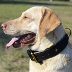 大型犬の訓練用2枚の革製首輪