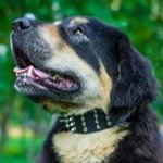 四連のスパイク・スタッズ付きの首輪（革製）