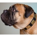 幅広い黄銅プレート付き犬用デコカラー