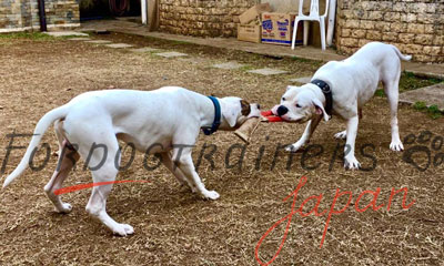 «ジュート製　犬用の噛むタグ»