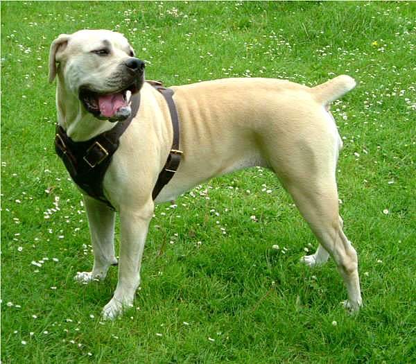 犬訓練用ハーネス 犬訓練用ハーネス