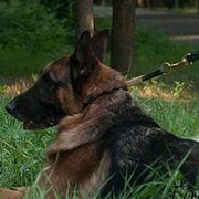 中・大型犬用のチョークカラー 中・大型犬用のチョークカラー