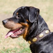 オーバルコンチョ付き革製犬用首輪