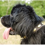 中~超大型犬用オーバルコンチョ付き本革の首輪 中~超大型犬用オーバルコンチョ付き本革の首輪