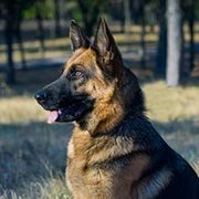 中・大型犬用首輪(1連のスパイク付き) 中・大型犬用首輪(1連のスパイク付き)