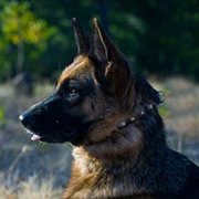 中型犬用革製首輪 スタッズ付き 中型犬用革製首輪 スタッズ付き
