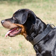 フェルトのパディング付き本革製犬用首輪 フェルトのパディング付き本革製犬用首輪