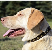 黄銅のスタッズ付き革製犬用首輪 黄銅のスタッズ付き革製犬用首輪