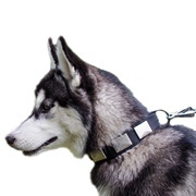 ニッケルプレート付きナイロン首輪(中~超大型犬) ニッケルプレート付きナイロン首輪(中~超大型犬)