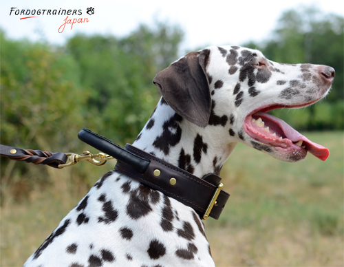 二枚の革で作られた犬の首輪