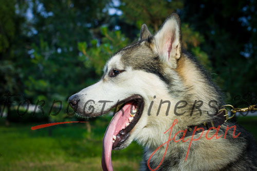 大型犬用首輪　可愛い