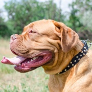 3連コニカル・スタッズ付き中~超大型犬の首輪 3連コニカル・スタッズ付き中~超大型犬の首輪