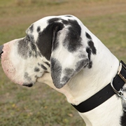 大・超大型犬の訓練用ナイロン首輪 大・超大型犬の訓練用ナイロン首輪
