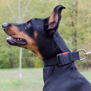 中・大型犬用ナイロンの首輪(バックル付き) 中・大型犬用ナイロンの首輪(バックル付き)