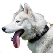 三つ編&コンチョ付き本革製犬用デコ・カラー 三つ編&コンチョ付き本革製犬用デコ・カラー