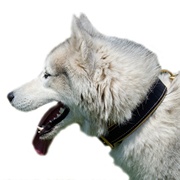 中~超大型犬用ナパレザーのパッド付き革の首輪 中~超大型犬用ナパレザーのパッド付き革の首輪