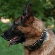 中・大型犬用のスパイク・カラー(ナッパ革の裏打ち付) 中・大型犬用のスパイク・カラー(ナッパ革の裏打ち付)