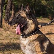 スパイク付きの革製首輪(ナッパ革の裏打ち付き) スパイク付きの革製首輪(ナッパ革の裏打ち付き)