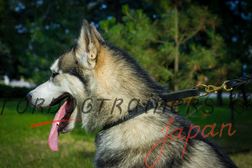 大型犬用首輪　可愛い