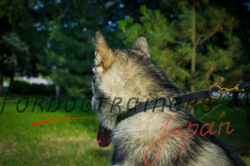 大型犬用首輪　丈夫