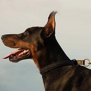 犬用 2枚の革製 引き締め首輪 犬用 2枚の革製 引き締め首輪