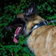 迷子札付 革製首輪 中・大型犬用 迷子札付 革製首輪 中・大型犬用