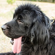 大型犬用本革製デコカラー 大型犬用本革製デコカラー