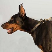犬用の本革製首輪 犬用の本革製首輪