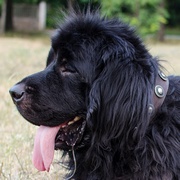 中型犬・大型犬用銀色コンチョ付き本革の首輪 中型犬・大型犬用銀色コンチョ付き本革の首輪