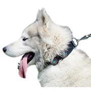 コンチョ付き革製中~大犬用首輪 コンチョ付き革製中~大犬用首輪