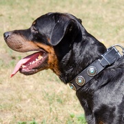 オーバルコンチョ付き革製犬用首輪