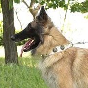 コンチョ付きのホワイトレザー 犬用首輪 コンチョ付きのホワイトレザー 犬用首輪
