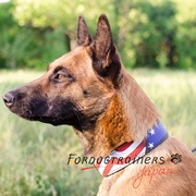 Handpainted Dog Collar "American Pride" for Belgian Shepherd Dog