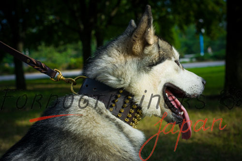 大型犬　首輪　かっこいい