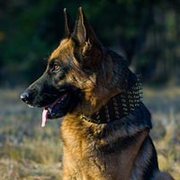犬の散歩用ブラスのスパイク付きのレザーの首輪 犬の散歩用ブラスのスパイク付きのレザーの首輪