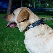 スパイク&プレート付 天然皮革製 犬用首輪 スパイク&プレート付 天然皮革製 犬用首輪