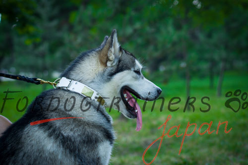 大型犬　首輪　白